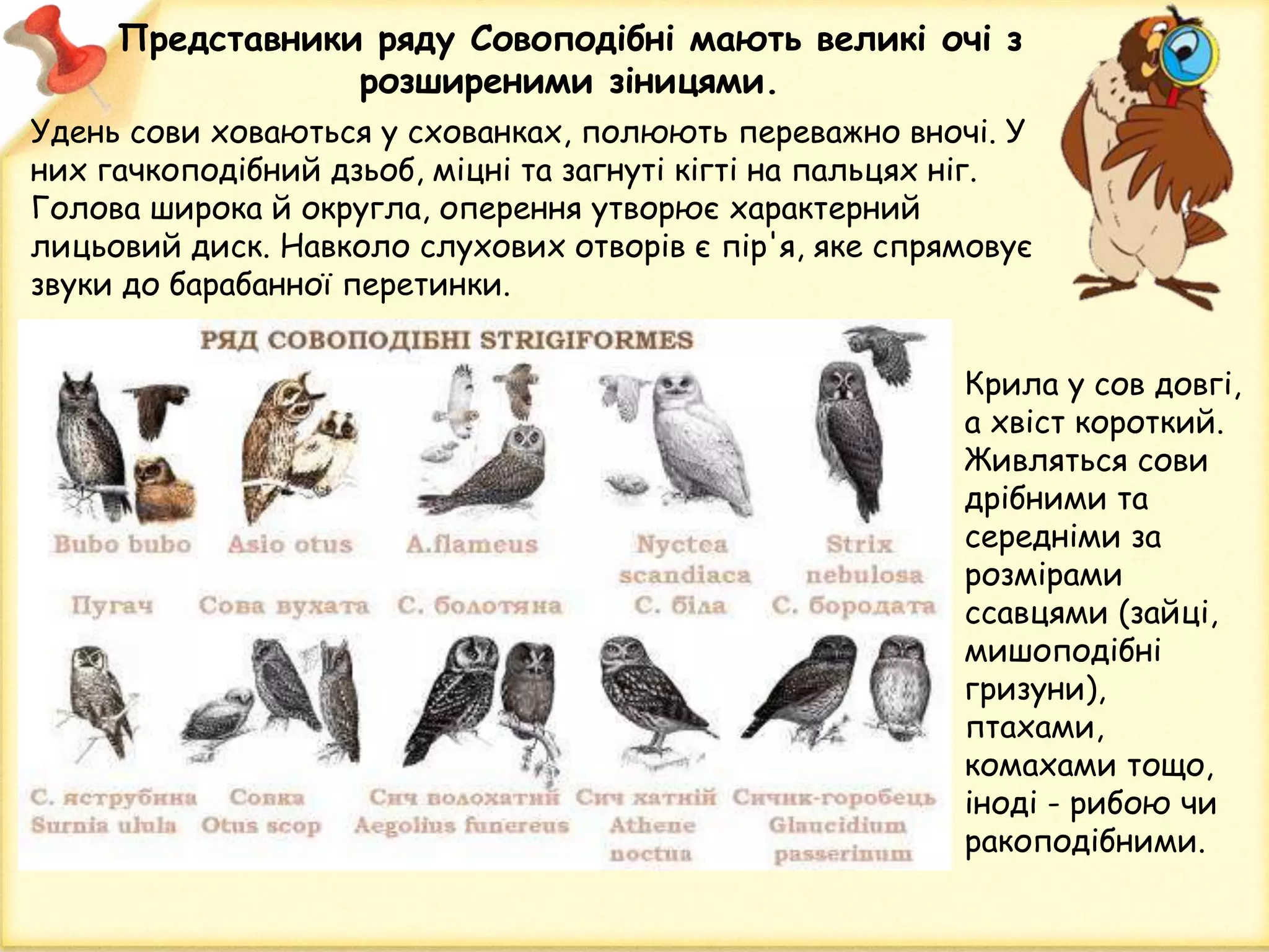 Представники ряду Совоподібні мають великі очі з
розширеними зіницями.
Удень сови ховаються у схованках, полюють переважно вночі. У
них гачкоподібний дзьоб, міцні та загнуті кігті на пальцях ніг.
Голова широка й округла, оперення утворює характерний
лицьовий диск. Навколо слухових отворів є пір'я, яке спрямовує
звуки до барабанної перетинки.
Крила у сов довгі,
а хвіст короткий.
Живляться сови
дрібними та
середніми за
розмірами
ссавцями (зайці,
мишоподібні
гризуни),
птахами,
комахами тощо,
іноді - рибою чи
ракоподібними.
 