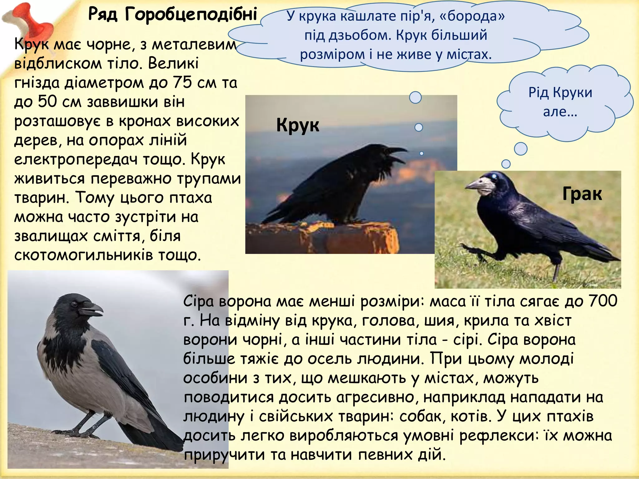 Ряд Горобцеподібні
Сіра ворона має менші розміри: маса її тіла сягає до 700
г. На відміну від крука, голова, шия, крила та хвіст
ворони чорні, а інші частини тіла - сірі. Сіра ворона
більше тяжіє до осель людини. При цьому молоді
особини з тих, що мешкають у містах, можуть
поводитися досить агресивно, наприклад нападати на
людину і свійських тварин: собак, котів. У цих птахів
досить легко виробляються умовні рефлекси: їх можна
приручити та навчити певних дій.
Крук має чорне, з металевим
відблиском тіло. Великі
гнізда діаметром до 75 см та
до 50 см заввишки він
розташовує в кронах високих
дерев, на опорах ліній
електропередач тощо. Крук
живиться переважно трупами
тварин. Тому цього птаха
можна часто зустріти на
звалищах сміття, біля
скотомогильників тощо.
Грак
Крук
Рід Круки
але…
У крука кашлате пір'я, «борода»
під дзьобом. Крук більший
розміром і не живе у містах.
 