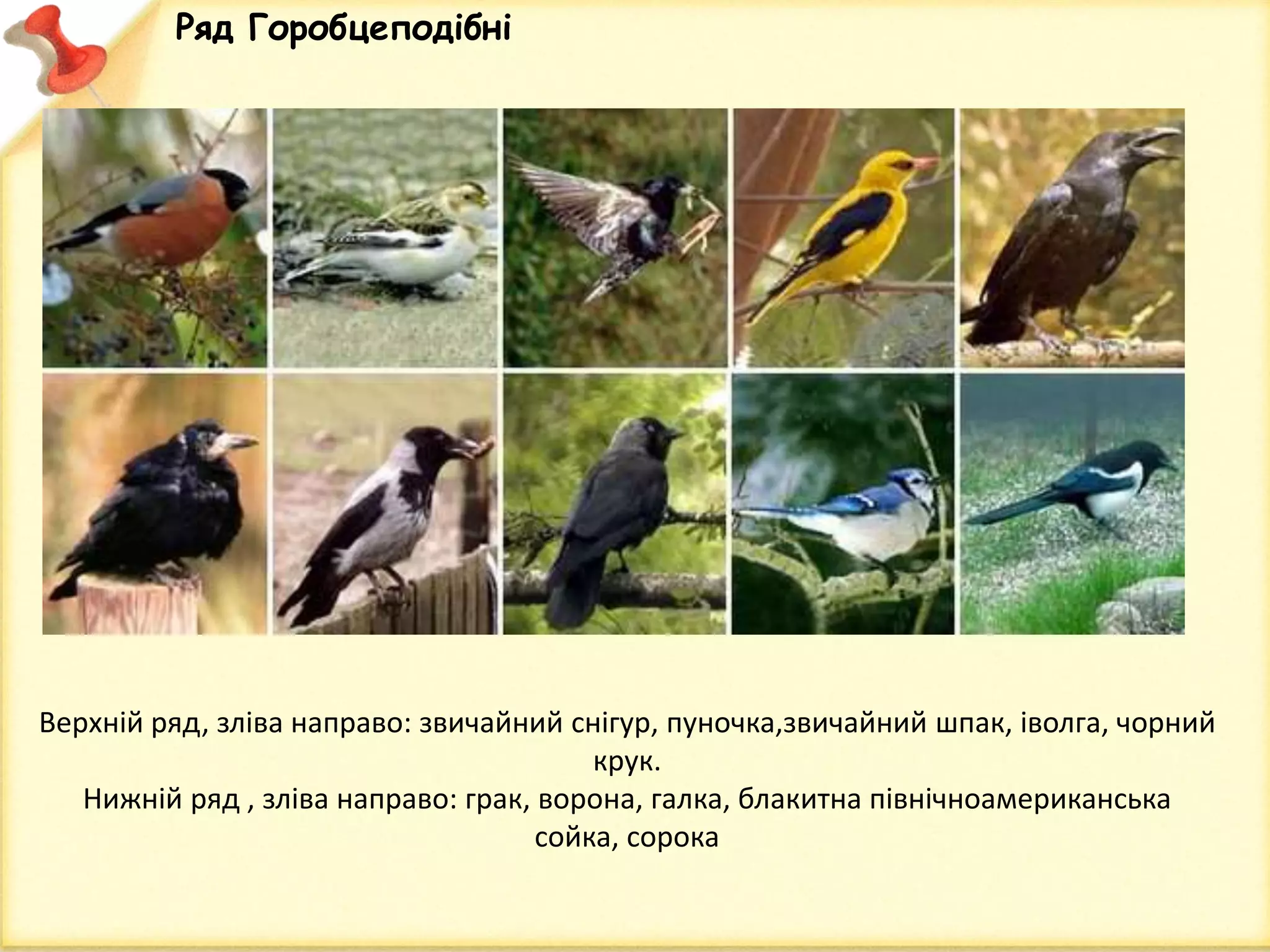 Верхній ряд, зліва направо: звичайний снігур, пуночка,звичайний шпак, іволга, чорний
крук.
Нижній ряд , зліва направо: грак, ворона, галка, блакитна північноамериканська
сойка, сорока
Ряд Горобцеподібні
 