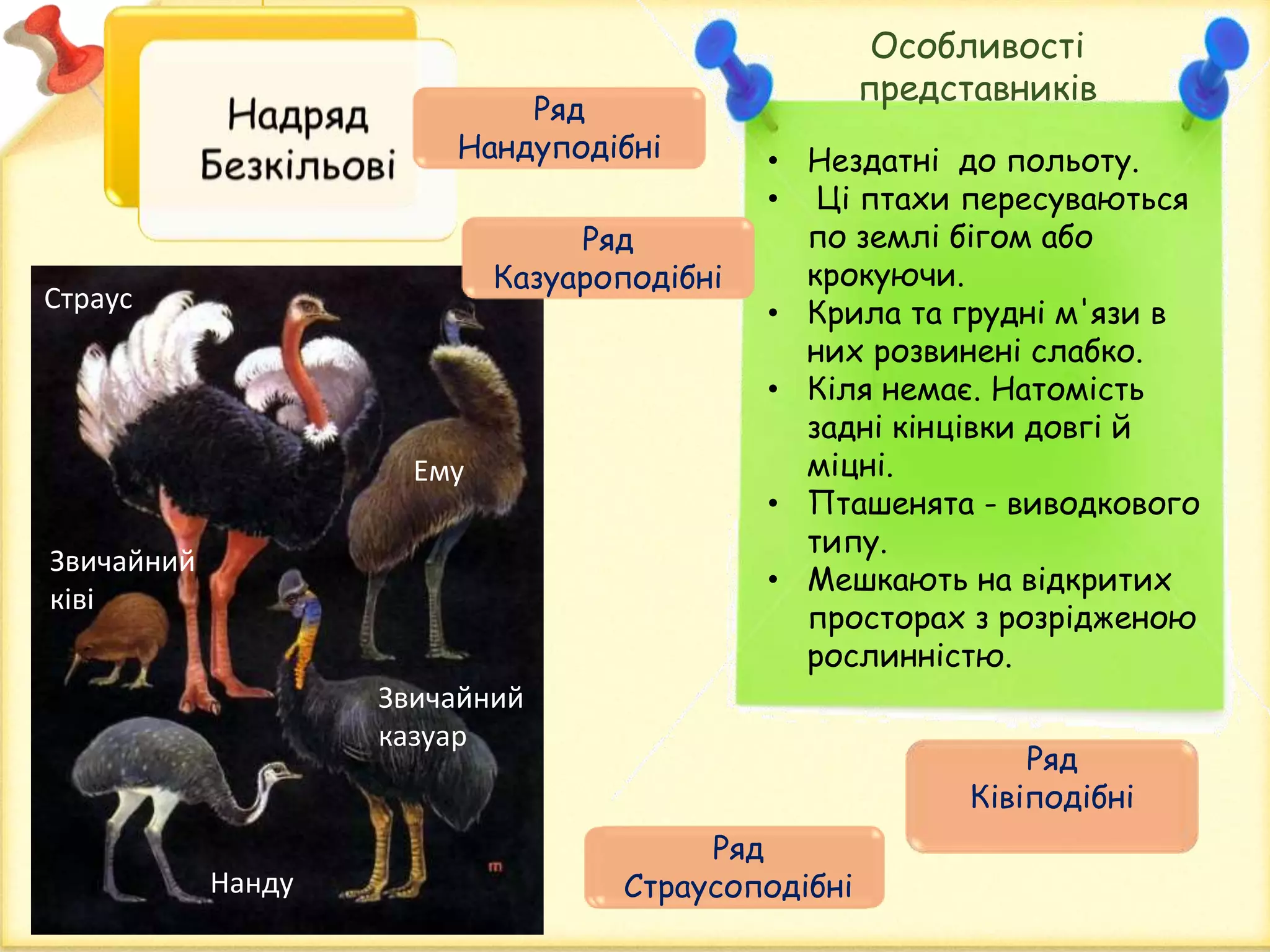 Ряд
Страусоподібні
Ряд
Нандуподібні • Нездатні до польоту.
• Ці птахи пересуваються
по землі бігом або
крокуючи.
• Крила та грудні м'язи в
них розвинені слабко.
• Кіля немає. Натомість
задні кінцівки довгі й
міцні.
• Пташенята - виводкового
типу.
• Мешкають на відкритих
просторах з розрідженою
рослинністю.
Особливості
представників
Страус
Ему
Нанду
Звичайний
ківі
Звичайний
казуар
Ряд
Страусоподібні
Ряд
Ківіподібні
Ряд
Казуароподібні
 