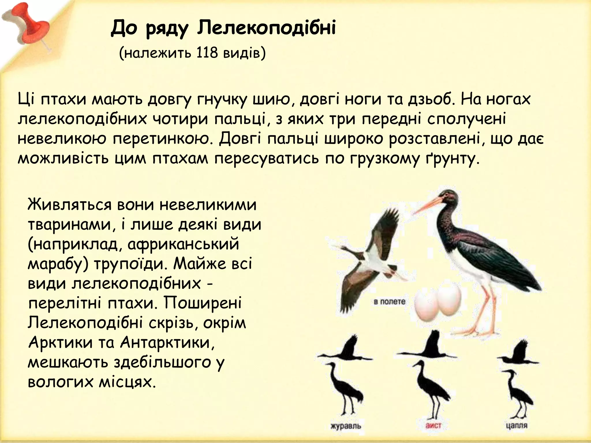 Ці птахи мають довгу гнучку шию, довгі ноги та дзьоб. На ногах
лелекоподібних чотири пальці, з яких три передні сполучені
невеликою перетинкою. Довгі пальці широко розставлені, що дає
можливість цим птахам пересуватись по грузкому ґрунту.
До ряду Лелекоподібні
(належить 118 видів)
Живляться вони невеликими
тваринами, і лише деякі види
(наприклад, африканський
марабу) трупоїди. Майже всі
види лелекоподібних -
перелітні птахи. Поширені
Лелекоподібні скрізь, окрім
Арктики та Антарктики,
мешкають здебільшого у
вологих місцях.
 