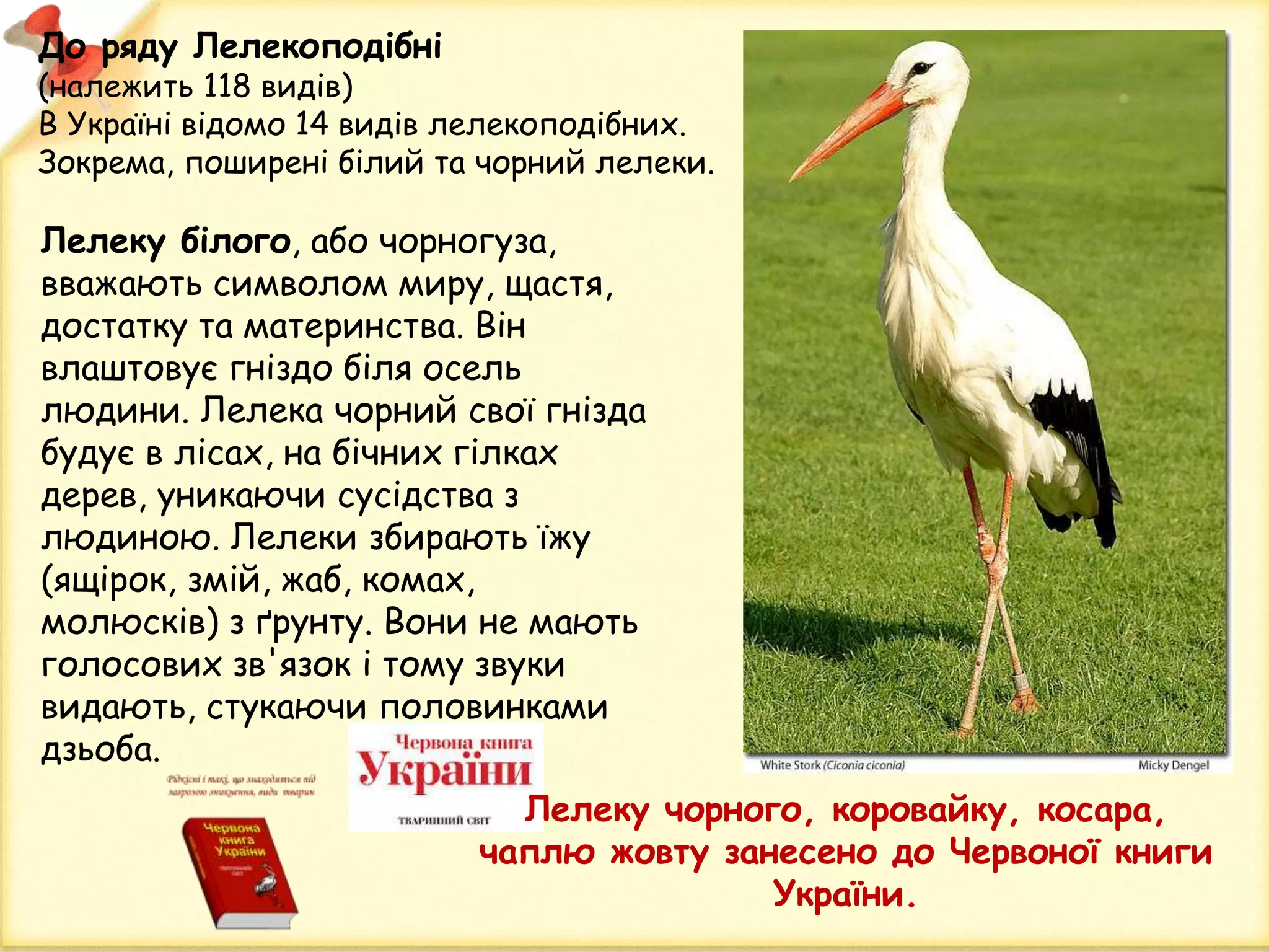 До ряду Лелекоподібні
(належить 118 видів)
В Україні відомо 14 видів лелекоподібних.
Зокрема, поширені білий та чорний лелеки.
Лелеку чорного, коровайку, косара,
чаплю жовту занесено до Червоної книги
України.
Лелеку білого, або чорногуза,
вважають символом миру, щастя,
достатку та материнства. Він
влаштовує гніздо біля осель
людини. Лелека чорний свої гнізда
будує в лісах, на бічних гілках
дерев, уникаючи сусідства з
людиною. Лелеки збирають їжу
(ящірок, змій, жаб, комах,
молюсків) з ґрунту. Вони не мають
голосових зв'язок і тому звуки
видають, стукаючи половинками
дзьоба.
 