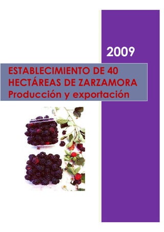 2009
ESTABLECIMIENTO DE 40
HECTÁREAS DE ZARZAMORA
Producción y exportación
 