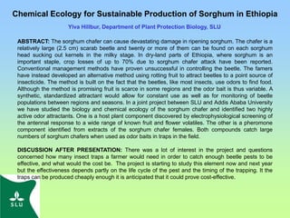 Chemical Ecology for Sustainable Production of Sorghum in Ethiopia
Ylva Hillbur, Department of Plant Protection Biology, SLU
ABSTRACT: The sorghum chafer can cause devastating damage in ripening sorghum. The chafer is a
relatively large (2.5 cm) scarab beetle and twenty or more of them can be found on each sorghum
head sucking out kernels in the milky stage. In dry-land parts of Ethiopia, where sorghum is an
important staple, crop losses of up to 70% due to sorghum chafer attack have been reported.
Conventional management methods have proven unsuccessful in controlling the beetle. The famers
have instead developed an alternative method using rotting fruit to attract beetles to a point source of
insecticide. The method is built on the fact that the beetles, like most insects, use odors to find food.
Although the method is promising fruit is scarce in some regions and the odor bait is thus variable. A
synthetic, standardized attractant would allow for constant use as well as for monitoring of beetle
populations between regions and seasons. In a joint project between SLU and Addis Ababa University
we have studied the biology and chemical ecology of the sorghum chafer and identified two highly
active odor attractants. One is a host plant component discovered by electrophysiological screening of
the antennal response to a wide range of known fruit and flower volatiles. The other is a pheromone
component identified from extracts of the sorghum chafer females. Both compounds catch large
numbers of sorghum chafers when used as odor baits in traps in the field.
DISCUSSION AFTER PRESENTATION: There was a lot of interest in the project and questions
concerned how many insect traps a farmer would need in order to catch enough beetle pests to be
effective, and what would the cost be. The project is starting to study this element now and next year
but the effectiveness depends partly on the life cycle of the pest and the timing of the trapping. It the
traps can be produced cheaply enough it is anticipated that it could prove cost-effective.
 