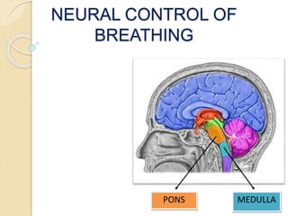 NEURAL CONTROL OF
BREATHING
MEDULLA
PONS
 