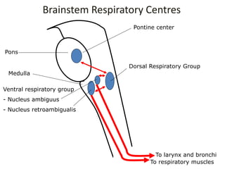 To larynx and bronchi
To respiratory muscles
Pontine center
Dorsal Respiratory Group
Brainstem Respiratory Centres
Pons
Medulla
Ventral respiratory group
- Nucleus ambiguus
- Nucleus retroambigualis
 