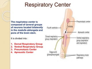 Respiratory Center
The respiratory center is
composed of several groups
of neurons located bilaterally
in the medulla oblongata and
pons of the brain stem.
It is divided into :
1. Dorsal Respiratory Group
2. Ventral Respiratory Group
3. Pneumotaxic Center
4. Apneustic Center
 