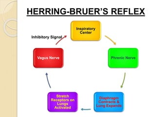 Inspiratory
Center
Phrenic Nerve
Diaphragm
Contracts &
Lung Expands
Stretch
Receptors on
Lungs
Activated
Vagus Nerve
Inhibitory Signal
HERRING-BRUER’S REFLEX
 
