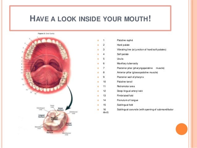 Nose_ Mouth_ and Throat--Physical Assessment--Power Point