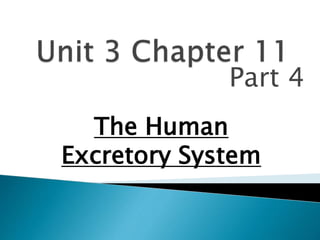 Part 4
The Human
Excretory System
 