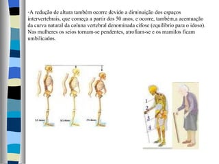 A redução de altura também ocorre devido a diminuição dos espaços intervertebrais, que começa a partir dos 50 anos, e ocorre, também,a acentuação da curva natural da coluna vertebral denominada cifose (equilíbrio para o idoso). Nas mulheres os seios tornam-se pendentes, atrofiam-se e os mamilos ficam umbilicados. 