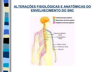 ALTERAÇÕES FISIOLÓGICAS E ANATÔMICAS DO ENVELHECIMENTO DO SNC 