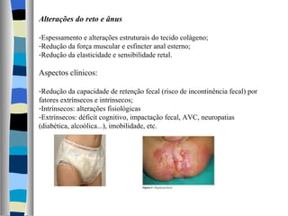 Alterações do reto e ânus Espessamento e alterações estruturais do tecido colágeno; Redução da força muscular e esfincter anal esterno; Redução da elasticidade e sensibilidade retal. Aspectos clínicos: Redução da capacidade de retenção fecal (risco de incontinência fecal) por fatores extrínsecos e intrínsecos; Intrínsecos: alterações fisiológicas Extrínsecos: déficit cognitivo, impactação fecal, AVC, neuropatias (diabética, alcoólica...), imobilidade, etc. 