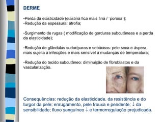 DERME Perda da elasticidade (elastina fica mais fina / ¨porosa¨); Redução da espessura: atrofia; Surgimento de rugas ( modificação de gorduras subcutâneas e a perda da elasticidade); Redução de glândulas sudoríparas e sebáceas: pele seca e áspera, mais sujeita a infecções e mais sensível a mudanças de temperatura; Redução do tecido subcutâneo: diminuição de fibroblastos e da vascularização. Consequências: redução da elasticidade, da resistência e do turgor da pele; enrugamento, pele frouxa e pendente;    da sensibilidade; fluxo sanguíneo    e termorregulação prejudicada. 