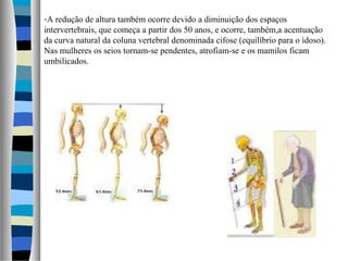 -A redução de altura também ocorre devido a diminuição dos espaços
intervertebrais, que começa a partir dos 50 anos, e ocorre, também,a acentuação
da curva natural da coluna vertebral denominada cifose (equilíbrio para o idoso).
Nas mulheres os seios tornam-se pendentes, atrofiam-se e os mamilos ficam
umbilicados.
 