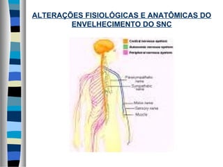 ALTERAÇÕES FISIOLÓGICAS E ANATÔMICAS DO
ENVELHECIMENTO DO SNC
 