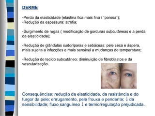 DERME
-Perda da elasticidade (elastina fica mais fina / ¨porosa¨);
-Redução da espessura: atrofia;
-Surgimento de rugas ( modificação de gorduras subcutâneas e a perda
da elasticidade);
-Redução de glândulas sudoríparas e sebáceas: pele seca e áspera,
mais sujeita a infecções e mais sensível a mudanças de temperatura;
-Redução do tecido subcutâneo: diminuição de fibroblastos e da
vascularização.
Consequências: redução da elasticidade, da resistência e do
turgor da pele; enrugamento, pele frouxa e pendente; ↓ da
sensibilidade; fluxo sanguíneo ↓ e termorregulação prejudicada.
 
