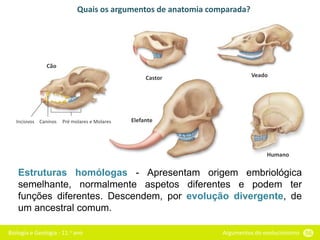 Biologia e Geologia - 11.o ano Argumentos do evolucionismo 56
Estruturas homólogas - Apresentam origem embriológica
semelhante, normalmente aspetos diferentes e podem ter
funções diferentes. Descendem, por evolução divergente, de
um ancestral comum.
Quais os argumentos de anatomia comparada?
Veado
Humano
Elefante
Castor
Cão
Incisivos Caninos Pré molares e Molares
 