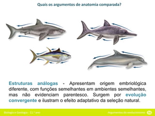 Biologia e Geologia - 11.o ano Argumentos do evolucionismo 56
Estruturas análogas - Apresentam origem embriológica
diferente, com funções semelhantes em ambientes semelhantes,
mas não evidenciam parentesco. Surgem por evolução
convergente e ilustram o efeito adaptativo da seleção natural.
Quais os argumentos de anatomia comparada?
 