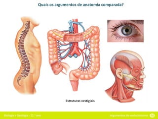 Biologia e Geologia - 11.o ano Argumentos do evolucionismo 56
Quais os argumentos de anatomia comparada?
Estruturas vestigiais
 