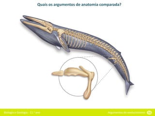 Biologia e Geologia - 11.o ano Argumentos do evolucionismo 56
Quais os argumentos de anatomia comparada?
 