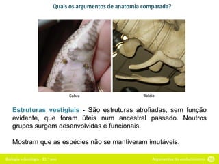 Biologia e Geologia - 11.o ano Argumentos do evolucionismo 56
Quais os argumentos de anatomia comparada?
Estruturas vestigiais - São estruturas atrofiadas, sem função
evidente, que foram úteis num ancestral passado. Noutros
grupos surgem desenvolvidas e funcionais.
Mostram que as espécies não se mantiveram imutáveis.
Cobra Baleia
 