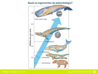 Biologia e Geologia - 11.o ano Argumentos do evolucionismo 56
Quais os argumentos da paleontologia?
Milhões
de
anos
atrás
 