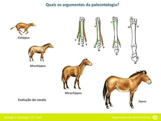 Biologia e Geologia - 11.o ano Argumentos do evolucionismo 56
Quais os argumentos da paleontologia?
Eohippus
Merychippus
Mesohippus
Equus
Evolução do cavalo
 