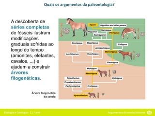 Biologia e Geologia - 11.o ano Argumentos do evolucionismo 56
Quais os argumentos da paleontologia?
A descoberta de
séries completas
de fósseis ilustram
modificações
graduais sofridas ao
longo do tempo
(amonites, elefantes,
cavalos, ...) e
ajudam a construir
árvores
filogenéticas.
Árvore filogenética
do cavalo
 