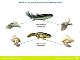 Biologia e Geologia - 11.o ano Argumentos do evolucionismo 56
Quais os argumentos de anatomia comparada?
Anfíbio ancestral
Ichthyostega
Peixe ancestral
Crossopterygii
 