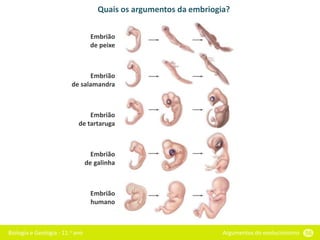 Biologia e Geologia - 11.o ano Argumentos do evolucionismo 56
Quais os argumentos da embriogia?
Embrião
de peixe
Embrião
de salamandra
Embrião
de tartaruga
Embrião
de galinha
Embrião
humano
 
