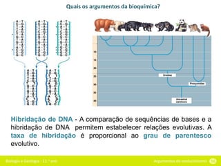 Biologia e Geologia - 11.o ano Argumentos do evolucionismo 56
Quais os argumentos da bioquímica?
Hibridação de DNA - A comparação de sequências de bases e a
hibridação de DNA permitem estabelecer relações evolutivas. A
taxa de hibridação é proporcional ao grau de parentesco
evolutivo.
 