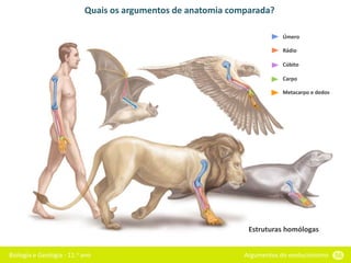 Biologia e Geologia - 11.o ano Argumentos do evolucionismo 56
Quais os argumentos de anatomia comparada?
Úmero
Rádio
Cúbito
Carpo
Metacarpo e dedos
Estruturas homólogas
 