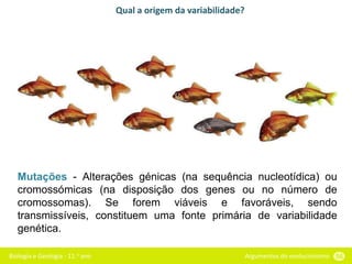 Biologia e Geologia - 11.o ano Argumentos do evolucionismo 56
Qual a origem da variabilidade?
Mutações - Alterações génicas (na sequência nucleotídica) ou
cromossómicas (na disposição dos genes ou no número de
cromossomas). Se forem viáveis e favoráveis, sendo
transmissíveis, constituem uma fonte primária de variabilidade
genética.
 