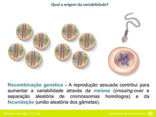 Biologia e Geologia - 11.o ano Argumentos do evolucionismo 56
Qual a origem da variabilidade?
Recombinação genética - A reprodução sexuada contribui para
aumentar a variabilidade através da meiose (crossing-over e
separação aleatória de cromossomas homólogos) e da
fecundação (união aleatória dos gâmetas).
 