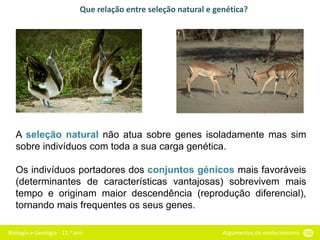 Biologia e Geologia - 11.o ano Argumentos do evolucionismo 56
Que relação entre seleção natural e genética?
A seleção natural não atua sobre genes isoladamente mas sim
sobre indivíduos com toda a sua carga genética.
Os indivíduos portadores dos conjuntos génicos mais favoráveis
(determinantes de características vantajosas) sobrevivem mais
tempo e originam maior descendência (reprodução diferencial),
tornando mais frequentes os seus genes.
 