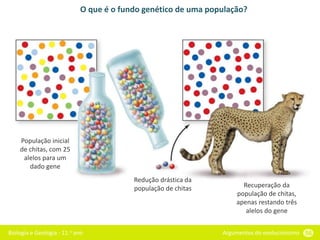 Biologia e Geologia - 11.o ano Argumentos do evolucionismo 56
O que é o fundo genético de uma população?
População inicial
de chitas, com 25
alelos para um
dado gene
Redução drástica da
população de chitas Recuperação da
população de chitas,
apenas restando três
alelos do gene
 