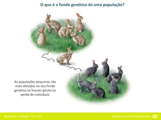 Biologia e Geologia - 11.o ano Argumentos do evolucionismo 56
O que é o fundo genético de uma população?
As populações pequenas são
mais afetadas no seu fundo
genético se houver ganho ou
perda de indivíduos
 