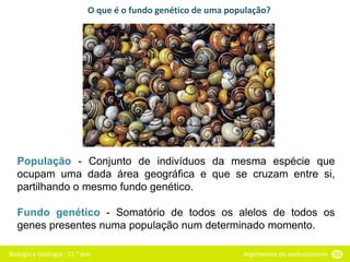 Biologia e Geologia - 11.o ano Argumentos do evolucionismo 56
O que é o fundo genético de uma população?
População - Conjunto de indivíduos da mesma espécie que
ocupam uma dada área geográfica e que se cruzam entre si,
partilhando o mesmo fundo genético.
Fundo genético - Somatório de todos os alelos de todos os
genes presentes numa população num determinado momento.
 