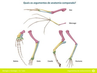 Biologia e Geologia - 11.o ano Argumentos do evolucionismo 56
Quais os argumentos de anatomia comparada?
Ave
Morcego
Baleia Gato Cavalo Humano
 
