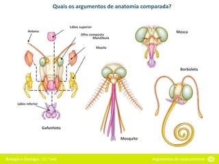 Biologia e Geologia - 11.o ano Argumentos do evolucionismo 56
Quais os argumentos de anatomia comparada?
Gafanhoto
Mosca
Mosquito
Borboleta
Olho composto
Antena
Lábio superior
Lábio inferior
Mandibula
Maxila
 