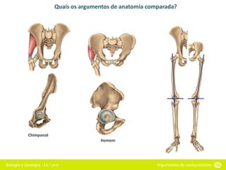 Biologia e Geologia - 11.o ano Argumentos do evolucionismo 56
Quais os argumentos de anatomia comparada?
Chimpanzé
Homem
 