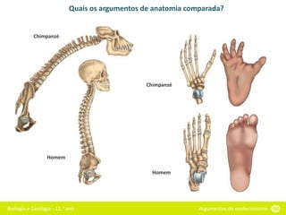 Biologia e Geologia - 11.o ano Argumentos do evolucionismo 56
Quais os argumentos de anatomia comparada?
Chimpanzé
Homem
Chimpanzé
Homem
 
