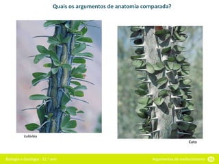 Biologia e Geologia - 11.o ano Argumentos do evolucionismo 56
Quais os argumentos de anatomia comparada?
Eufórbia
Cato
 