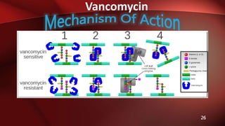 Vancomycin
26
 