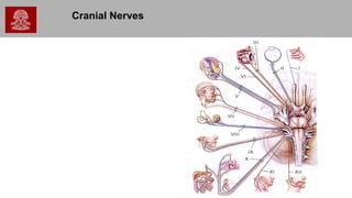Cranial Nerves
 