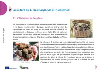 3
Cultiverdestruffes
La culture de T. melanosporum et T. aestivum
2.1 L’état actuel de la culture
Des plantations de T. melanosporum, ont été réalisées dans toute l’Europe
et le bassin méditerranéen. Quelques plantations ont produit des
carpophores* en Israël, au Maroc ou en Suède, mais sa culture se fait
principalement en Espagne, en France et en Italie. Elle est également
actuellement cultivée avec succès en Amérique du Nord (Canada et États-
Unis), en Australie et en Nouvelle-Zélande, en Amérique du Sud et en Afrique
du Sud.
La culture de T. aestivum est moins développée puisqu’elle est trouvée
naturellement en forêt dans de très nombreux pays. Elle se vend donc à un
prix plus faible que d’autres espèces. Cependant, les productions obtenues
en plantation dans des conditions de terrain non irrigué sont généralement
plus importantes que celles de T. melanosporum. Ces productions sont
proches de 50 kg/ha, ce qui compense en partie le prix inférieur de T.
aestivum. De plus, la culture de T. aestivum permet de prolonger la
consommation de truffes fraîches jusqu’en été et automne, et donc
d’allonger la saison de mycotourisme rural.Tuber aestivum
Tuber melanosporum
 