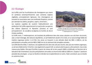 4
Cultiverdestruffes
2.2 Écologie
Les truffes sont les fructifications de champignons qui vivent
en symbiose ectomycorhiziennes avec certaines espèces
végétales, principalement ligneuses. Ces champignons se
trouvent en association avec une multitude d’espèces, comme
par exemple les cèdres, peupliers, sapins, citronniers…
Les espèces capables de soutenir habituellement une
production de truffes appartiennent en particulier aux genres
des chênes (Quercus) et Noisetier (Corylus) et sont
principalement : Q. coccifera, Q. faginea, Q. humilis, Q. ilex et
Corylus avellana.
La truffe noire, T. melanosporum, est localisée de préférence dans des zones calcaires aux sols bien structurés,
avec un bon drainage, des textures équilibrées, un pH faiblement alcalin (7,5 à 8,5), et un pourcentage faible de
matière organique (entre 1 et 8 %). Ces zones se trouvent à une altitude allant de 400 à 1200 m, où les
précipitations annuelles sont de 400 à 1400 mm et où sévissent des tempêtes estivales.
La truffe blanche d’été, T. aestivum, est capable de vivre dans des sols plus lourds, avec plus de matière organique,
un pH plus faible (entre 7,0 et 8,5, mais également jusqu’à 5,9). Le calcaire doit toujours y être présent, mais à des
niveaux plus faibles. Elle peut fructifier à partir du niveau de la mer jusqu’à 1600 m d’altitude, en fonction de la
latitude et de l’orientation, là où les précipitations annuelles se situent entre 400 et 1500 mm. L’espèce T. aestivum
possède deux écotypes : un qui se récolte en été (de mai à septembre) et un autre, Tuber uncinatum, qui se récolte
en automne-hiver.
Truffière sauvage dans les pré-Pyrénées catalanes.
Paysage typique des forêts de chênes verts produisant
T. melanosporum et T. aestivum
 