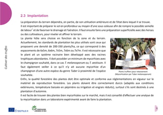 5
Cultiverdestruffes
2.3 Implantation
La préparation du terrain dépendra, en partie, de son utilisation antérieure et de l’état dans lequel il se trouve.
Il est important de préparer le sol en profondeur au moyen d’une sous-soleuse afin de rompre la possible semelle
de labour*
et de favoriser le drainage et l’aération. Il faut ensuite faire une préparation superficielle avec des herses
ou des cultivateurs, pour niveler et affiner le terrain.
La plante hôte sera choisie en fonction de la zone et du terrain.
Actuellement, les standards de plantation les plus utilisés sont ceux qui
proposent une densité de 200-330 plants/ha, ce qui correspond à des
espacements de 6x5m, 6x6m, 7x5m, 7x6m ou 7x7m. Il est nécessaire que
le plant ait un système racinaire bien développé avec des racines
trophiques abondantes. Il doit posséder un minimum de mycorhizes avec
le champignon souhaité, dans ce cas T. melanosporum ou T. aestivum. Il
faut également veiller à ce qu’il n’y ait aucune mycorhize d'un
champignon d'une autre espèce du genre Tuber à proximité de l'espèce
souhaitée.
Enfin, la qualité forestière des plantes doit être optimale et conforme aux réglementations en vigueur sur le
matériel de reproduction forestière. Les plants doivent être correctement durcis (adaptés aux conditions
extérieures, température baissée en pépinière ou irrigation et engrais réduits), surtout s’ils sont destinés à une
plantation d'automne.
Il est facile de trouver des plantes bien mycorhizées sur le marché, mais il est conseillé d’effectuer une analyse de
la mycorhization dans un laboratoire expérimenté avant de faire la plantation.
Plants truffiers pour reboisement
(Mycorhization par Tuber melanosporum)
 