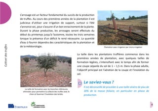8
Cultiverdestruffes
L’arrosage est un facteur fondamental du succès de la production
de truffes. Au cours des premières années de la plantation il est
judicieux d’utiliser une irrigation de support, surtout si l’été
s’annonce sec, pour s’assurer d’un bon enracinement de la plante.
Durant la phase productive, les arrosages seront effectués du
début du printemps jusqu’à l’automne, toutes les trois semaines
lorsque la présence d’un déficit le rend nécessaire. La quantité
d’eau à fournir dépendra des caractéristiques de la plantation et
de la météorologie.
La taille dans les plantations truffières commence dans les
premières années de plantation, avec quelques tailles de
formation légères, s'intensifiant avec le temps afin de former
une coupe séparée du sol de 1 – 1,5 m. Dans la phase adulte,
l'objectif principal est l'aération de la coupe et l'insolation du
sol.
Le saviez-vous ?
Il est déconseillé de procéder à une taille sévère de plus de
30% de la masse foliaire, en particulier en phase de
production.
Plantation avec irrigation par micro-irrigation
La taille de formation avec les branches inférieures
éliminées pour permettre la collecte des truffes avec le
chien et favoriser l'insolation des brûlés.
 